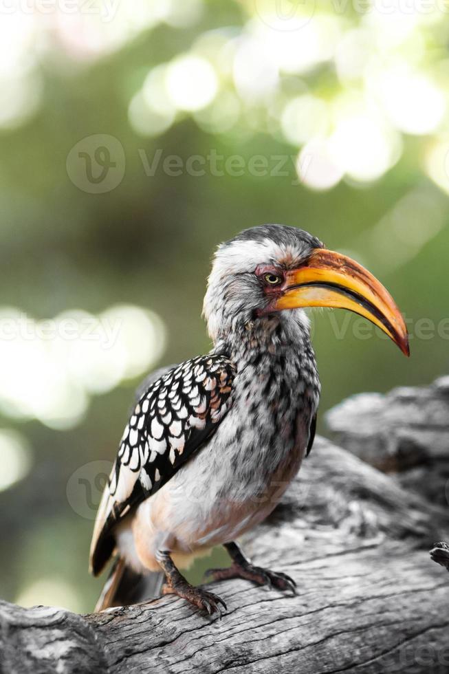 Hornbill Portrait, South Africa photo