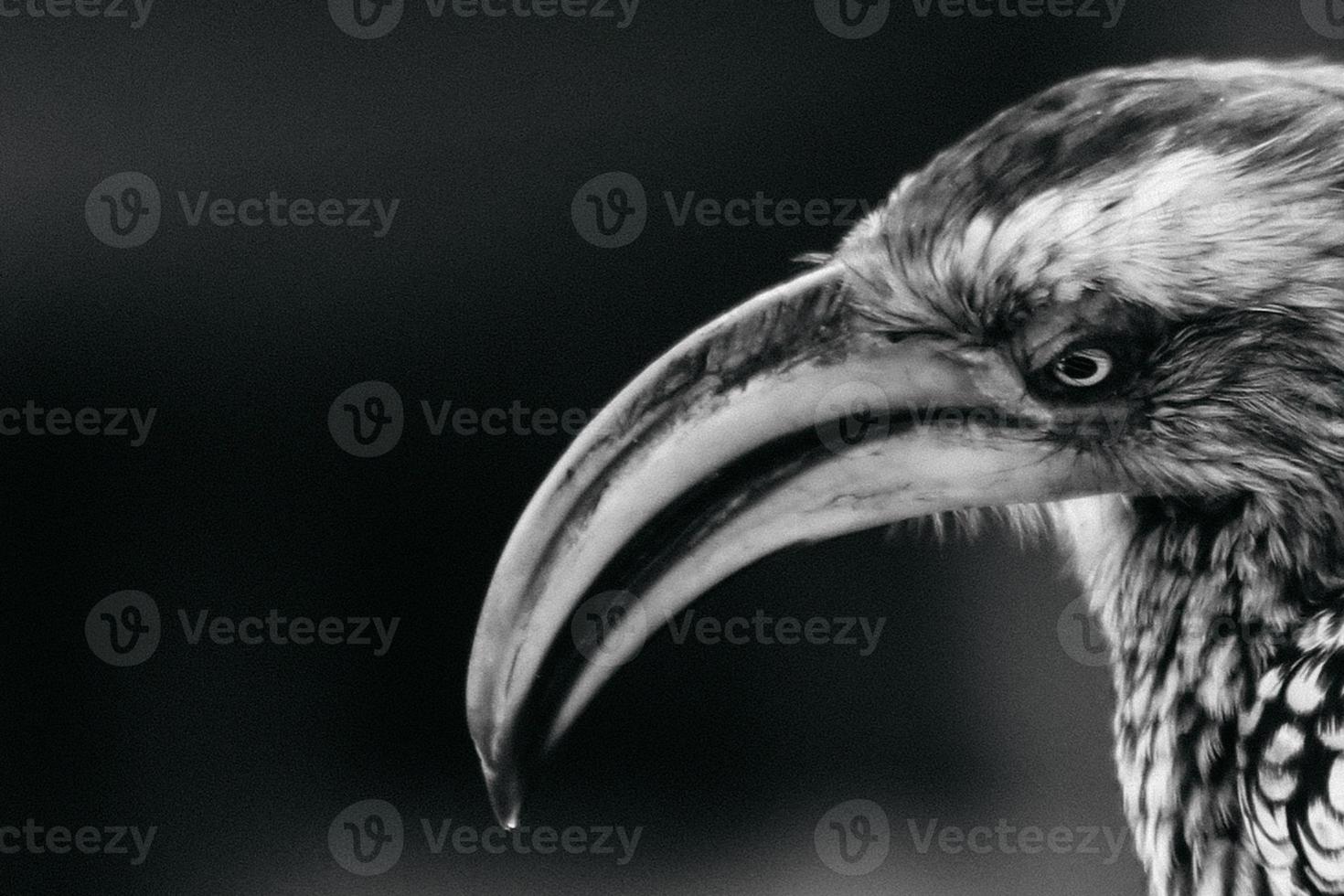 Hornbill portrait, South Africa photo