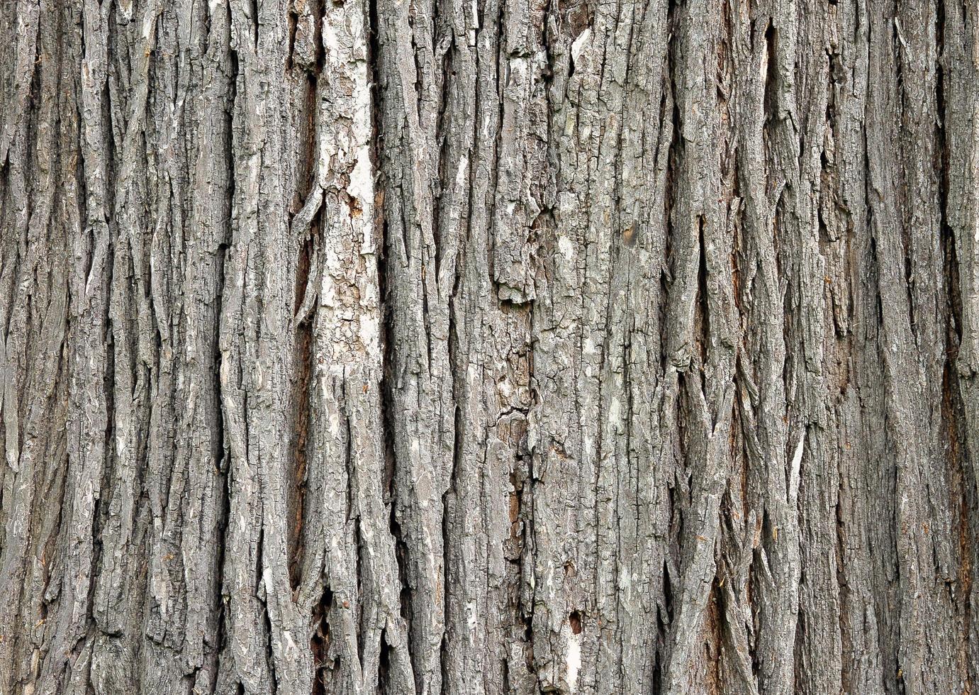 Old tree bark with beautiful patterns for decorative design or wallpapers, Natural background in abstract style. photo