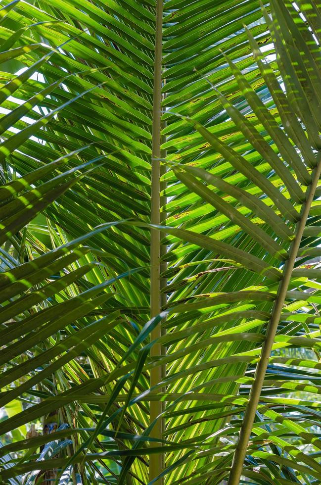 hoja de coco para fondo tropical foto