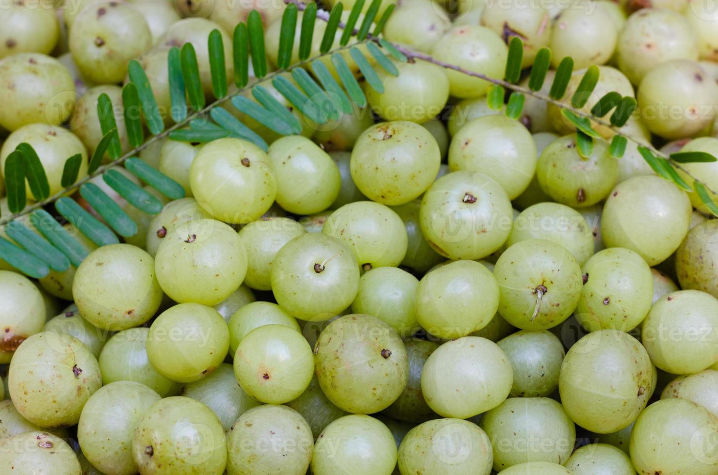 grosella espinosa india orgánica fresca o fruta emblic foto