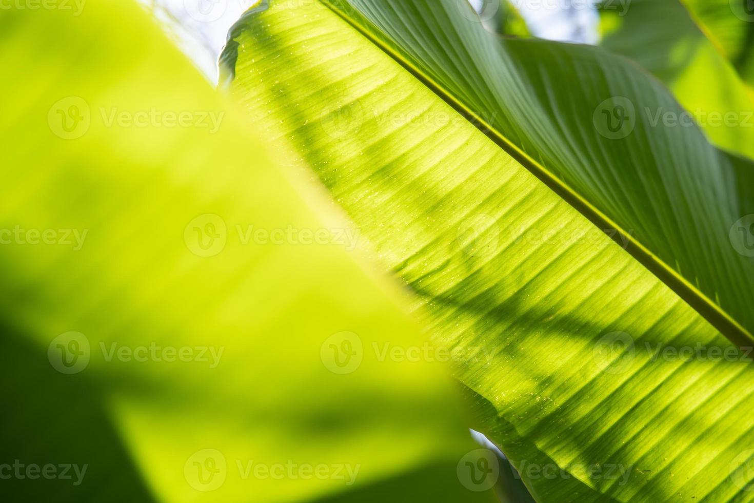 Banana leave with outdoor back light. Beautiful and orderly From the lines of stripe pattern of banana leaves. Texture background of back light fresh green Leaf. photo