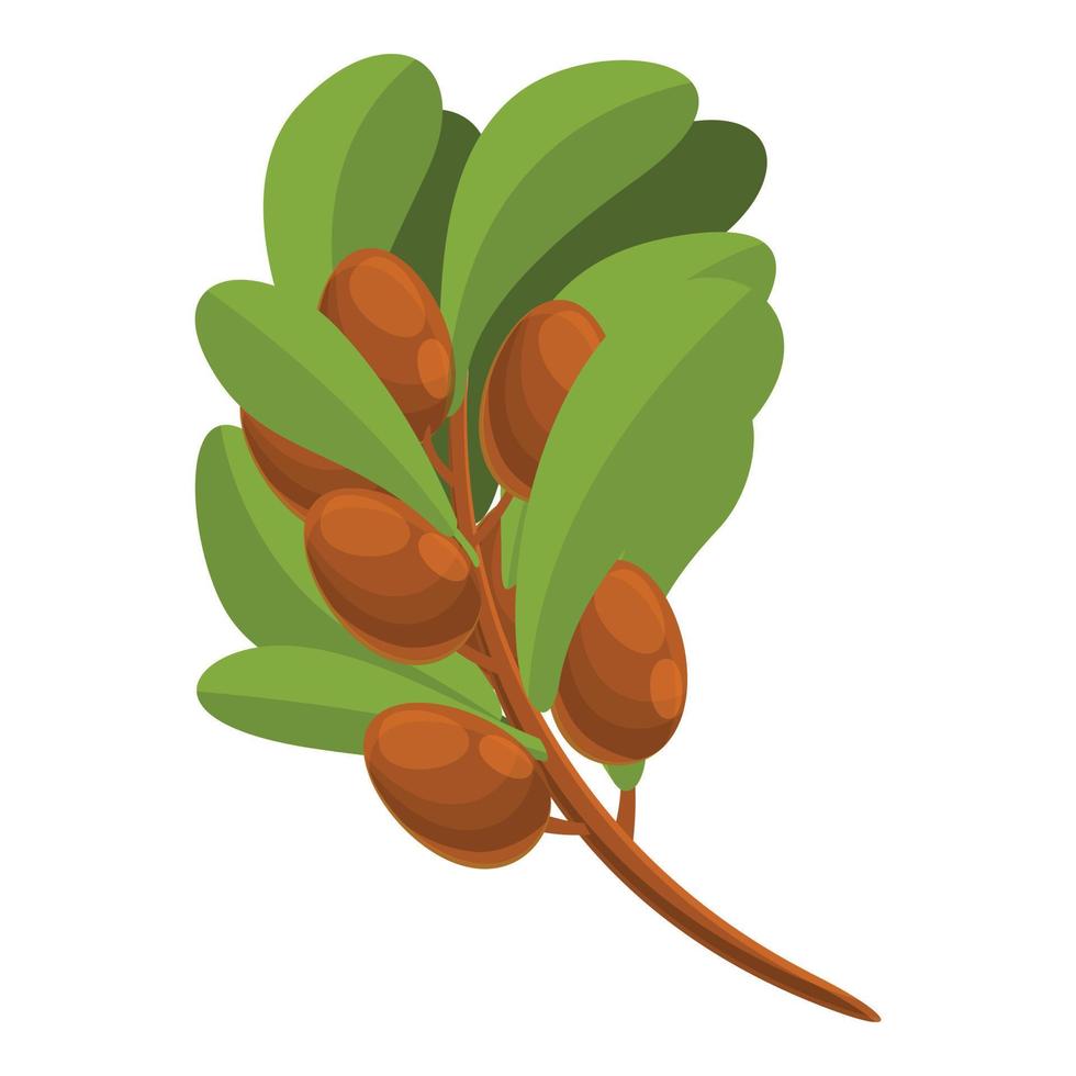 Shea tree branch icon, cartoon style vector