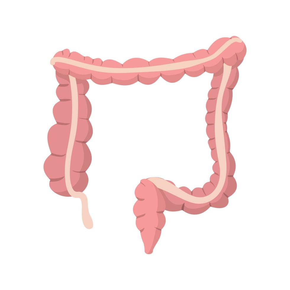 Human colon cartoon icon vector