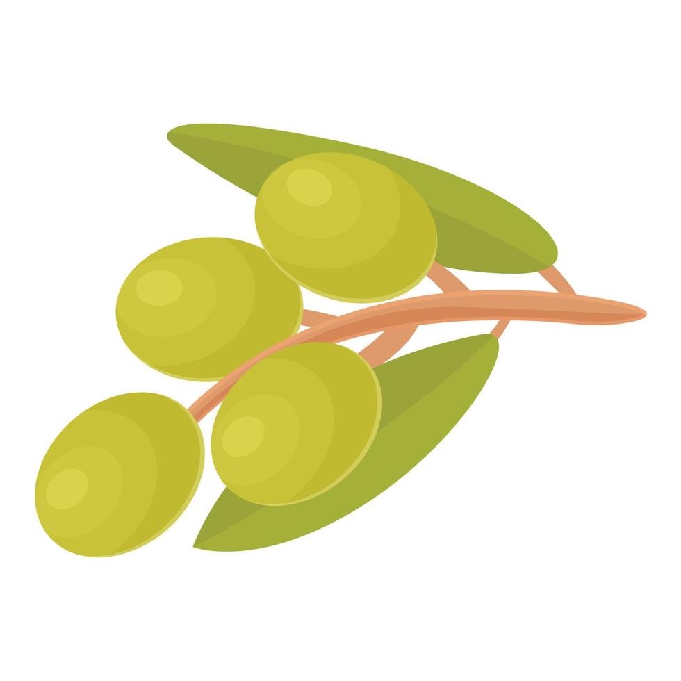 vector de dibujos animados de icono de rama de aceitunas verdes. comida de oliva