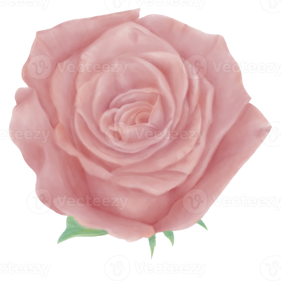 dekorativ pastell rosa ro blomma i främre med vattenfärg stil png