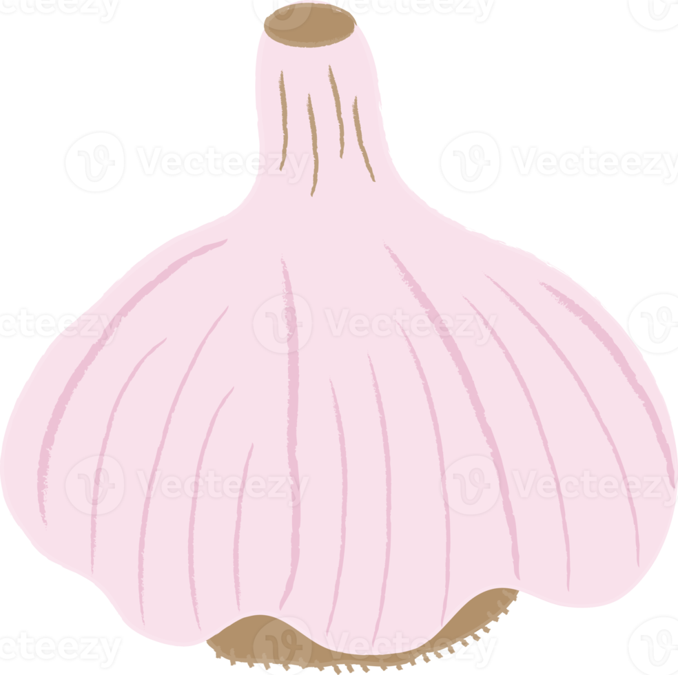 hand dragen stil illustration vitlök png