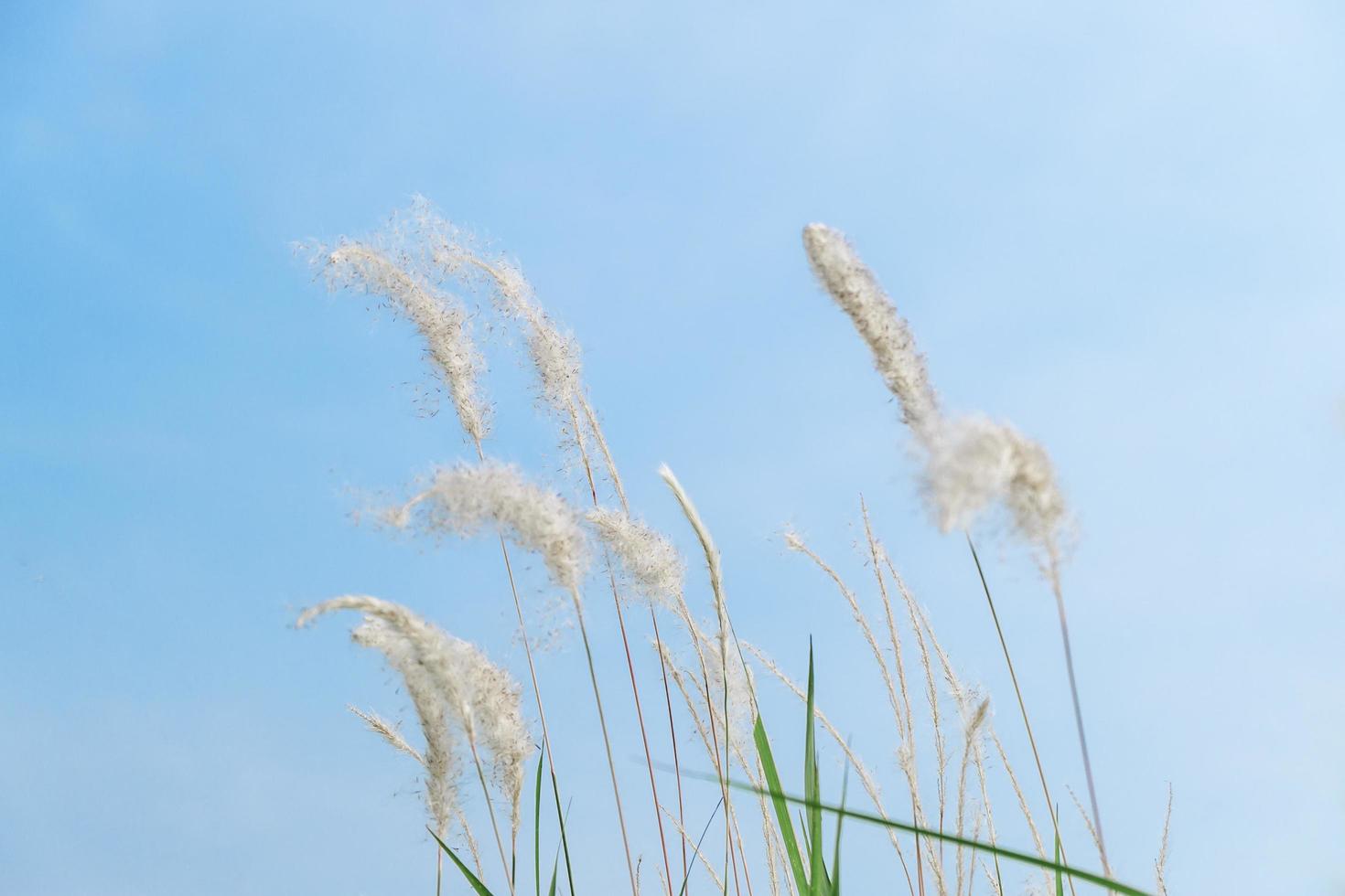 Soft focus of grass flower in the bright sky nature background photo