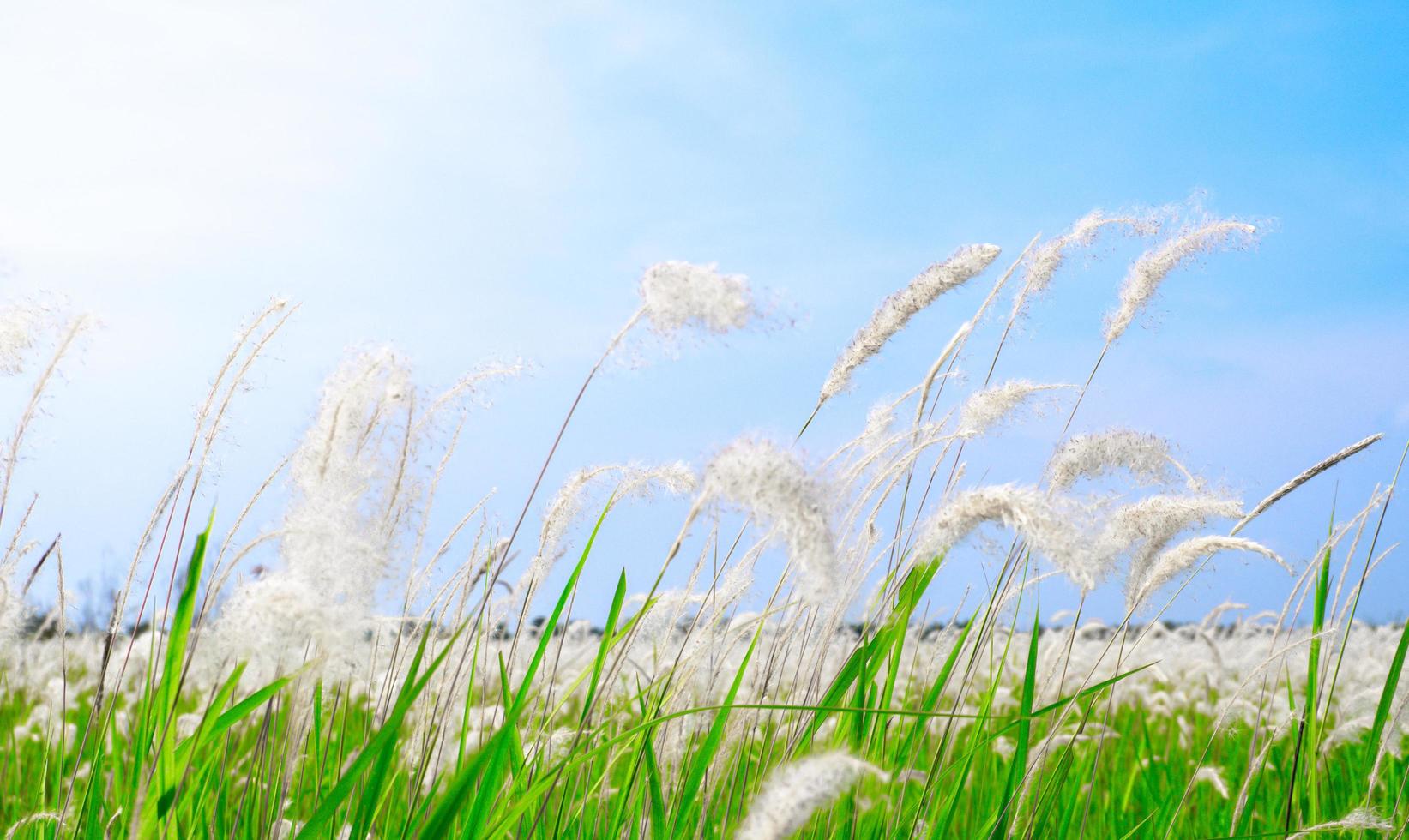 Beautiful White Grass flower Field on blue sky nature background photo