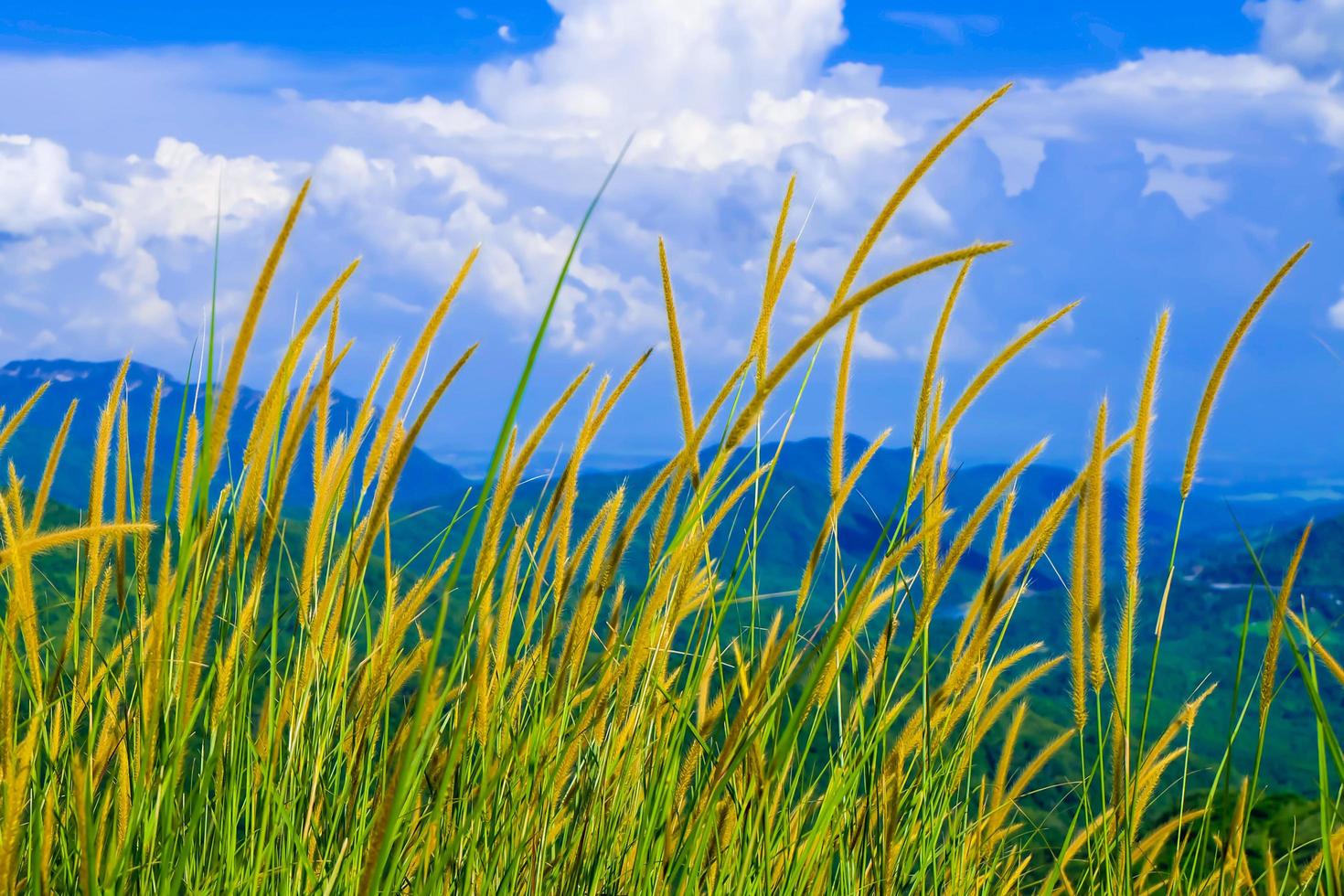 Beautiful spring field with a green grass and the mountainon blue sky white clouds photo