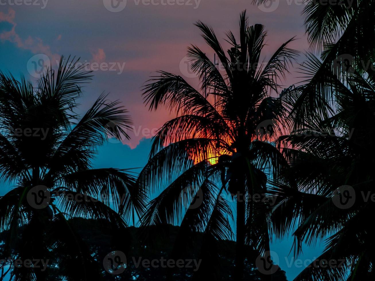Silhouette of palm trees photo
