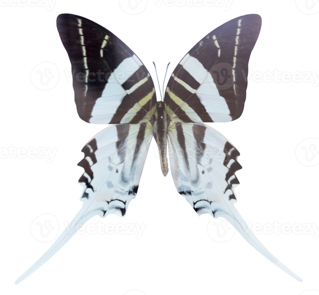 mariposa androcles de grafio aislada png