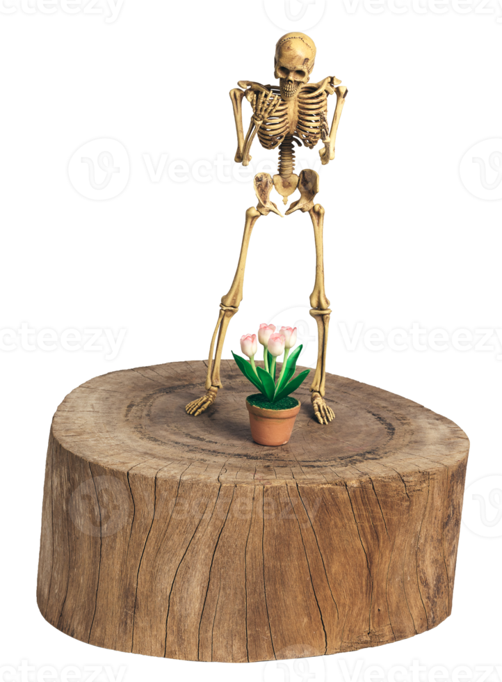 Skeleton stand isolated png