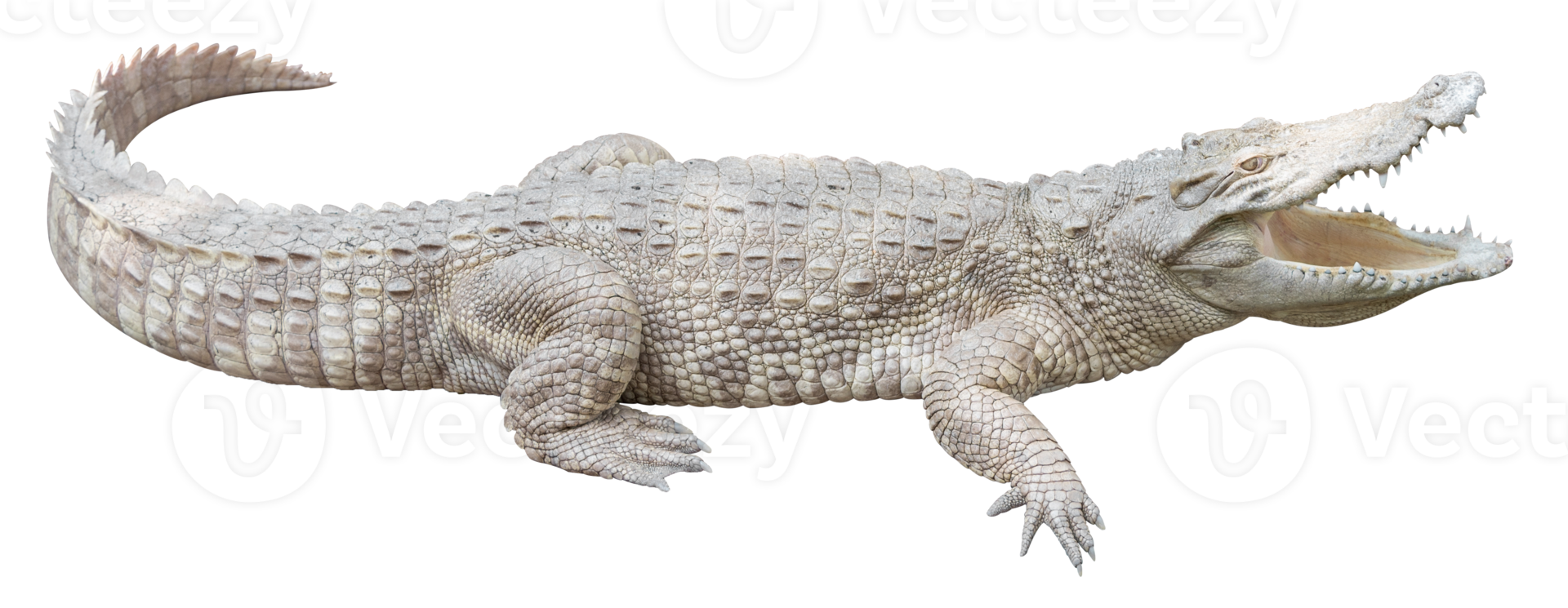 albino krokodil geïsoleerd png