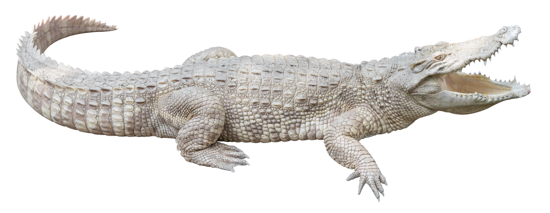 Free cocodrilo albino aislado 14389879 PNG with Transparent Background