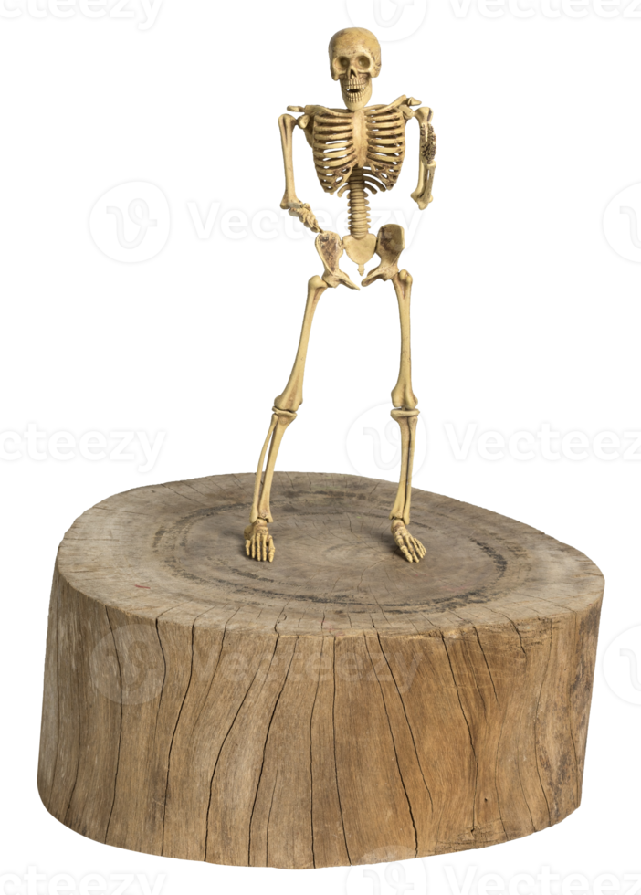 Skeleton stand isolated png