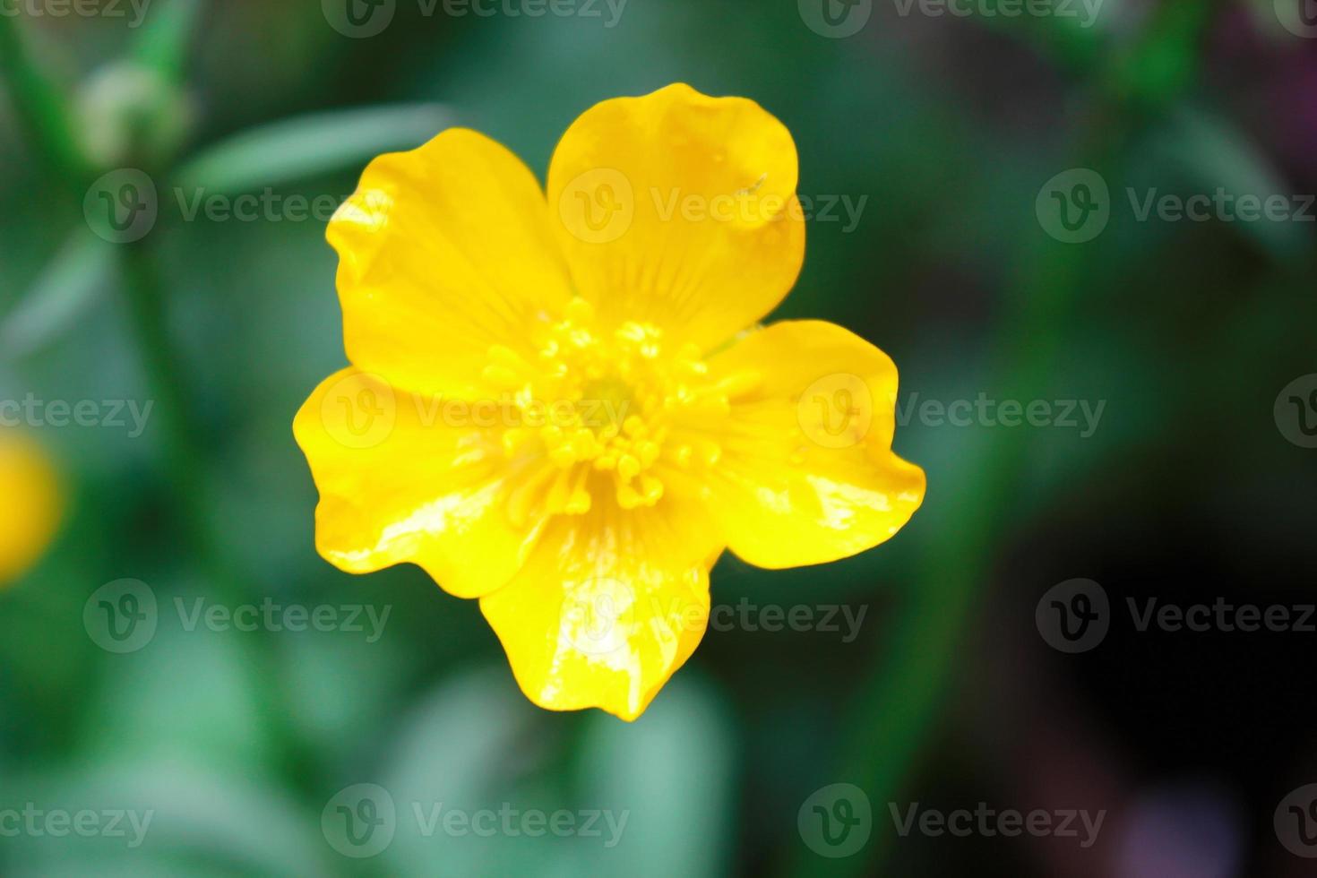 bright yellow flowers against green blur background photo