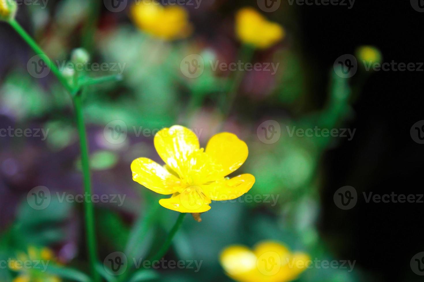 bright yellow flowers against green blur background photo
