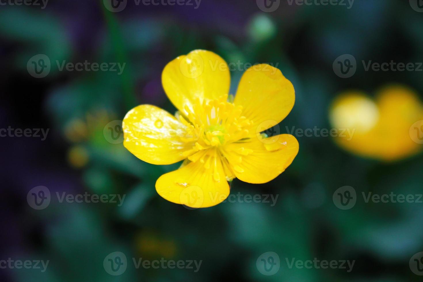 bright yellow flowers against green blur background photo