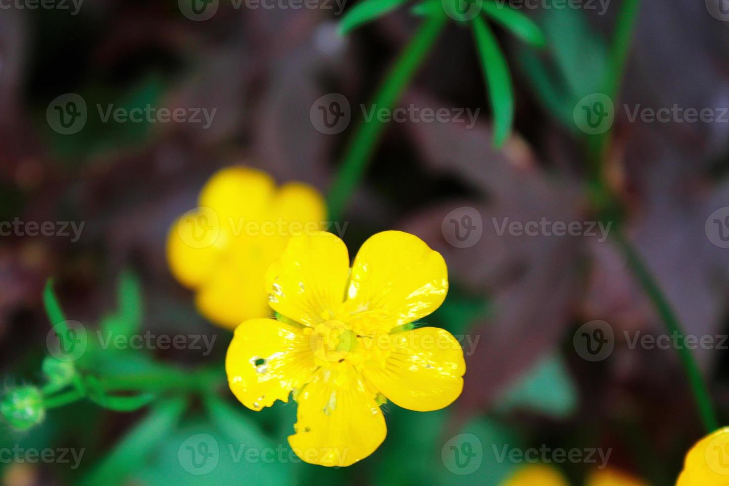 bright yellow flowers against green blur background photo
