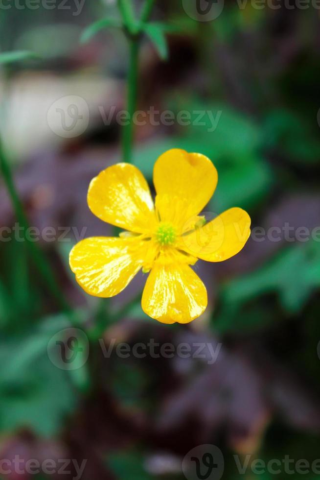 bright yellow flowers against green blur background photo