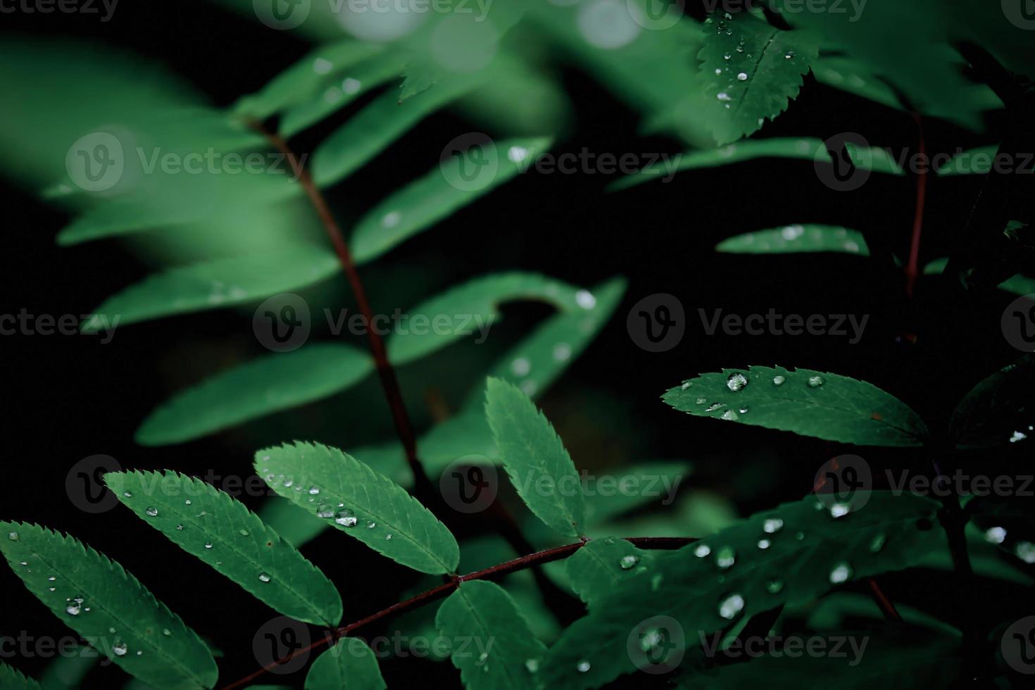 Leaves in tropical forests with dew on top. photo