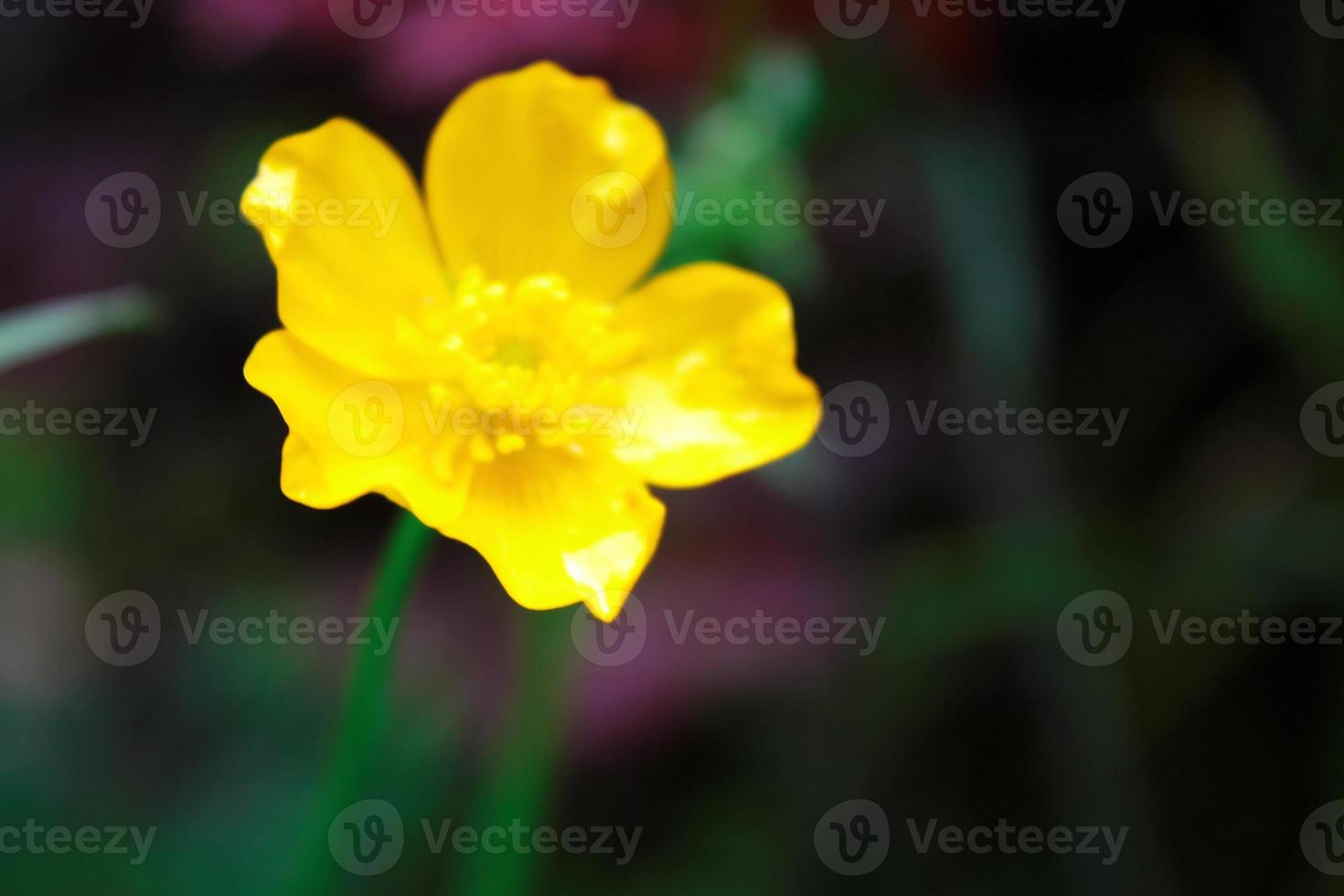 bright yellow flowers against green blur background photo