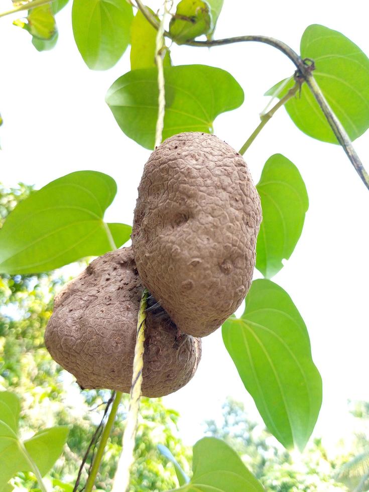 Natural village Potato with tree photo