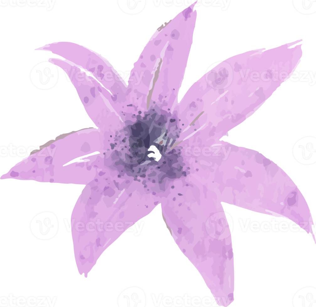 illustration de fleur aquarelle violet isolé png