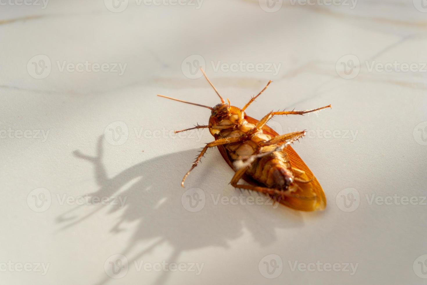 primer plano de cucaracha muerta en el suelo foto