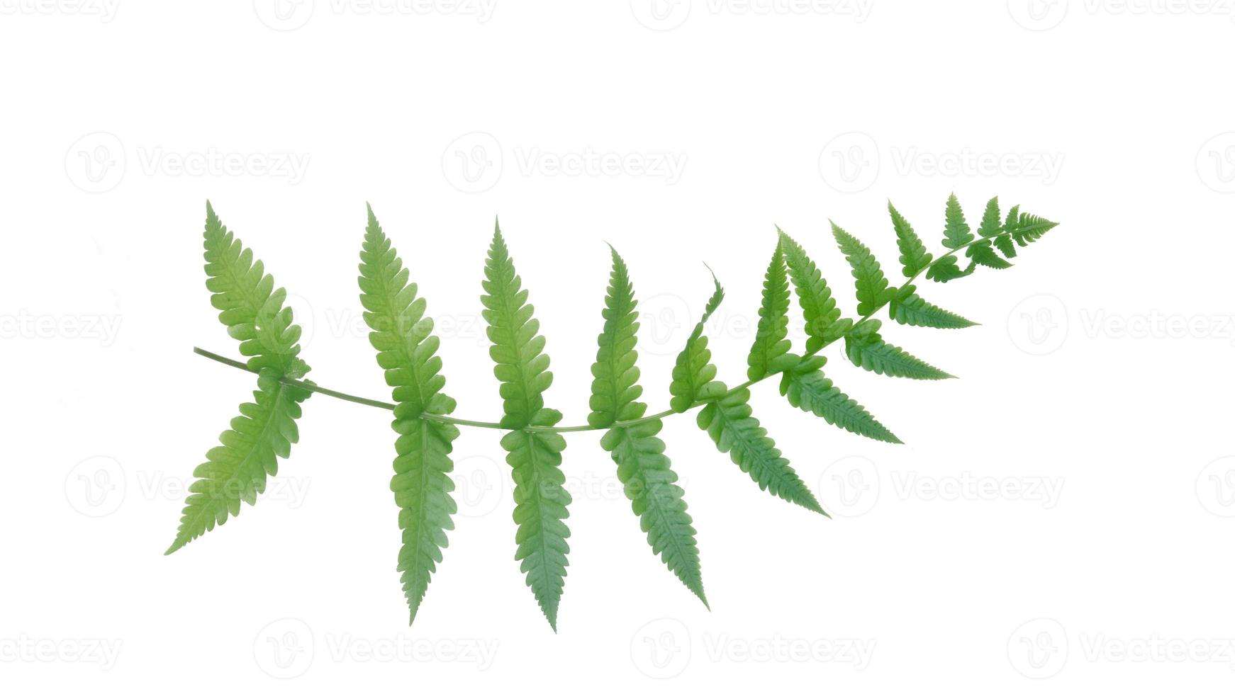 Green fern isolated on white background. photo