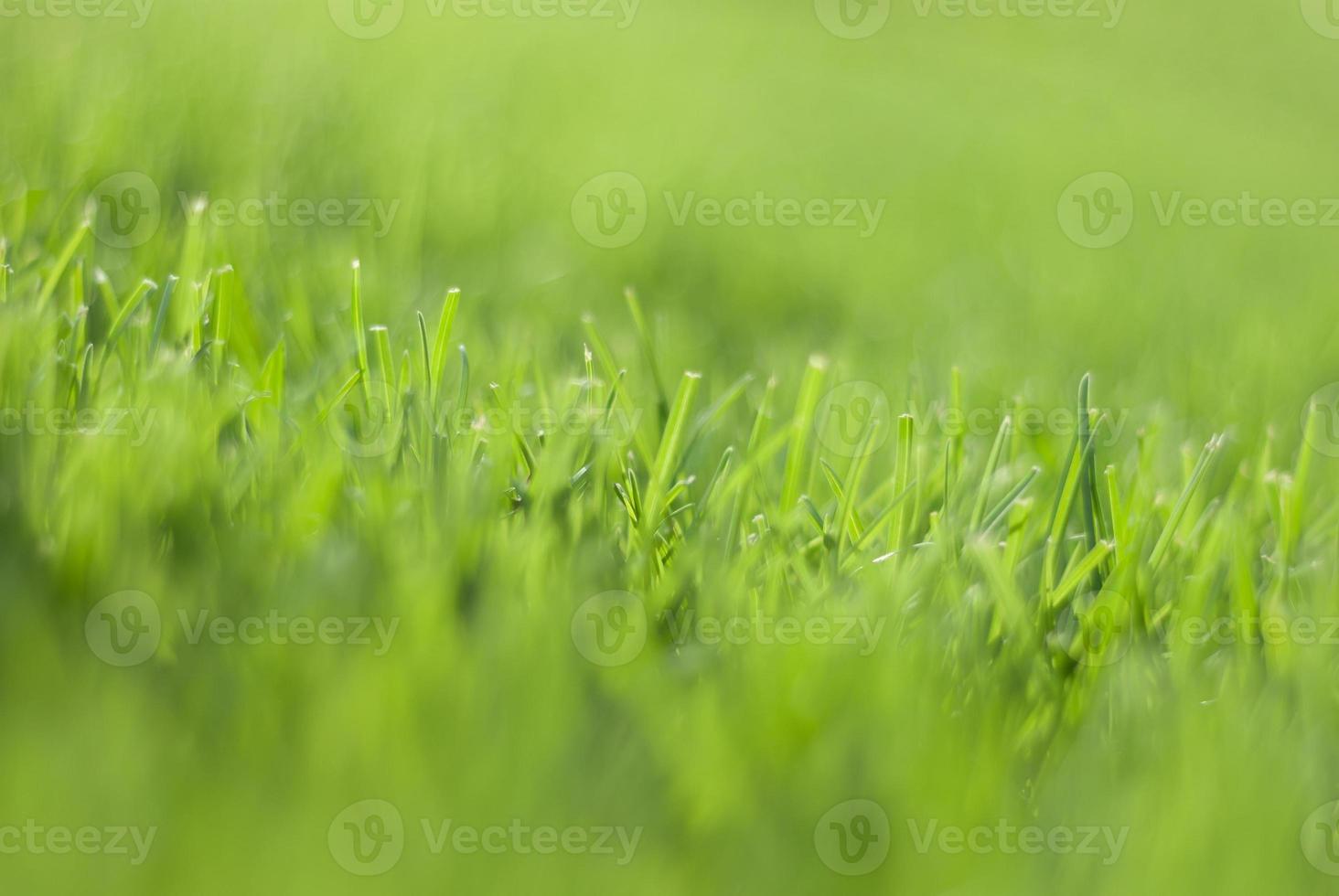 Green grass in sunset light, blurred background. Place for your text photo