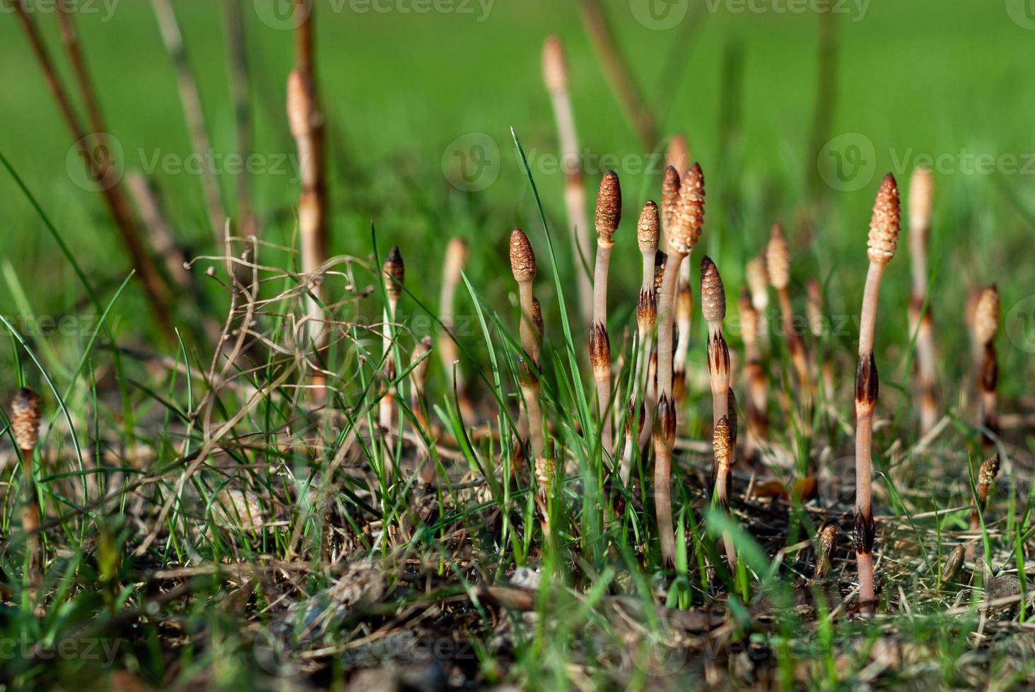 Equisetum. Young sprout of horsetail breaking out of the ground in spring photo