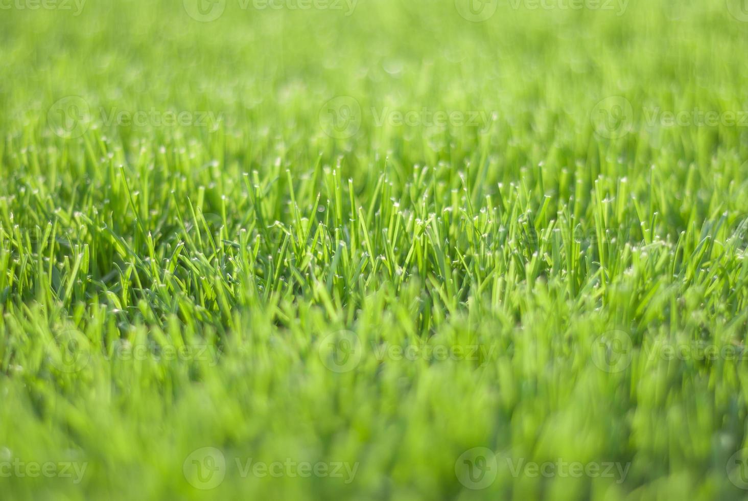 Green grass in sunset light, blurred background. Place for your text photo