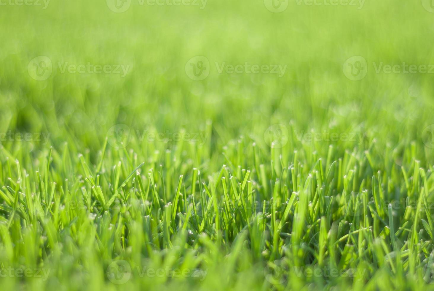 Green grass in sunset light, blurred background. Place for your text photo