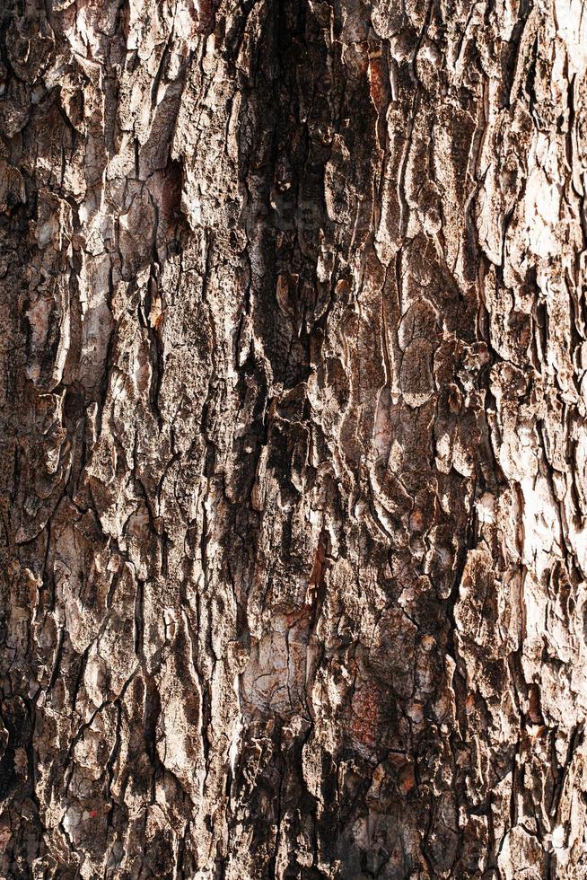 textura de corteza de árbol foto