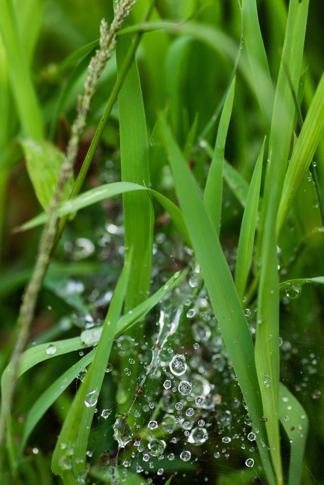 Morning dew on spider web in the green grass photo