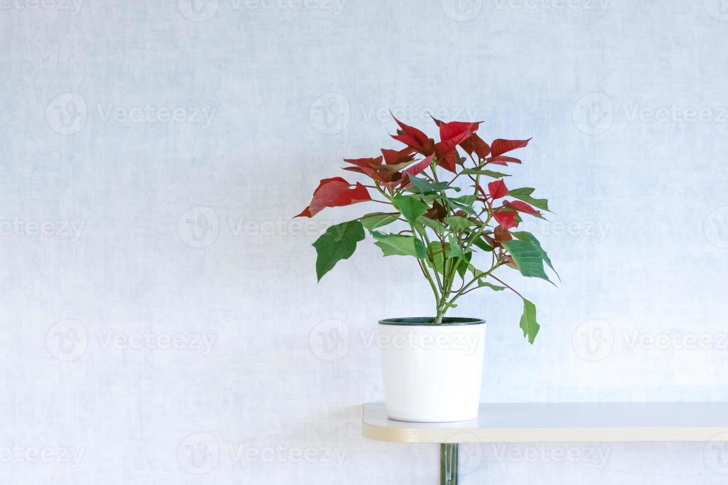 Pot with a home plant on a light background. A plant with red and green leaves. photo