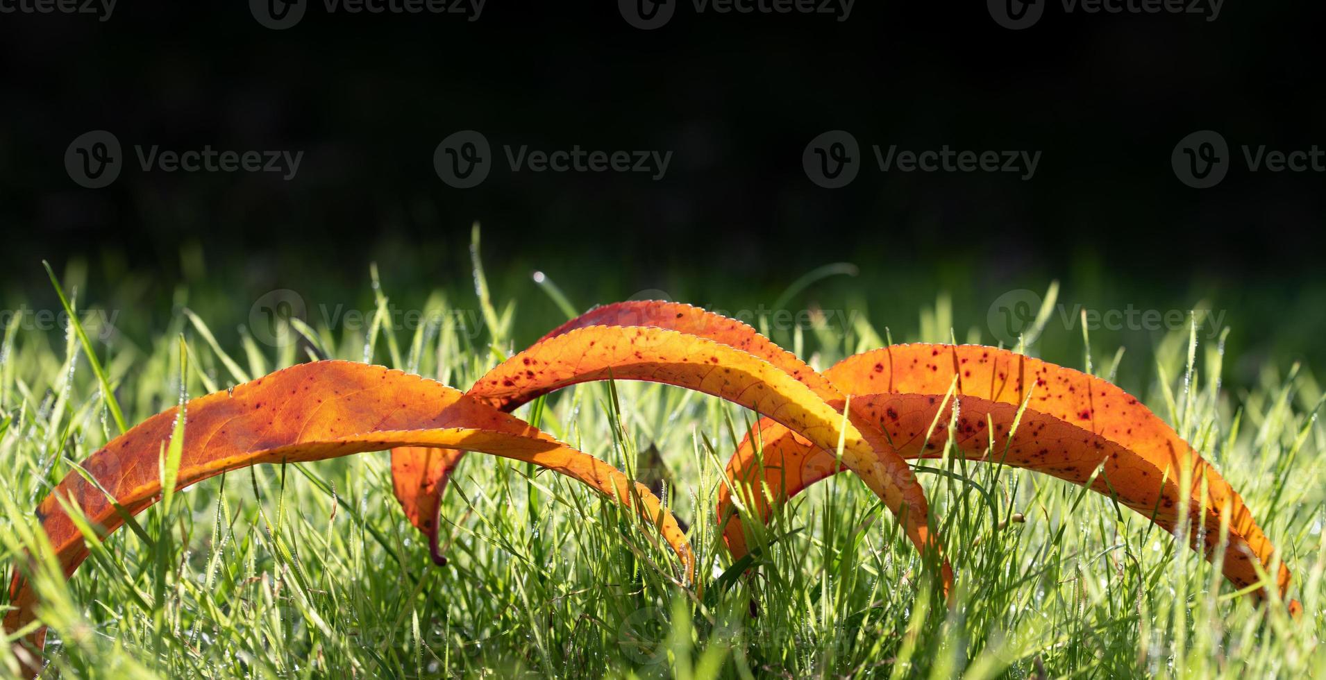 Close up of three red colored leaves of peach tree lying on a green meadow with dew in autumn. photo