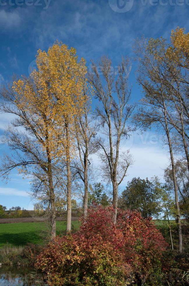Autumn shot of birch trees whose leaves have turned yellow. In the background the blue sky with white clouds. Other trees are bare. The image is in portrait format. photo
