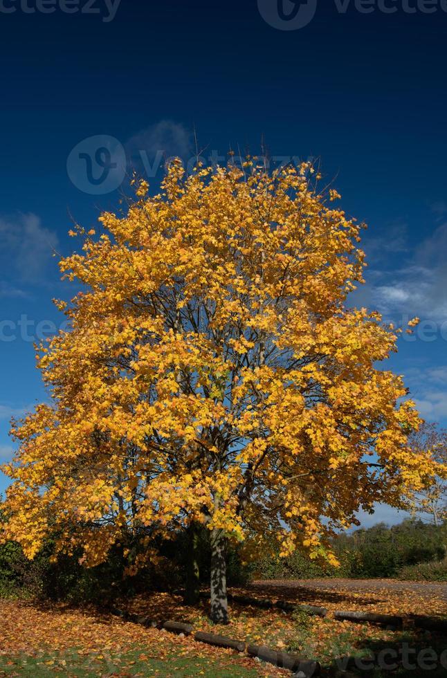 A large yellow deciduous tree is brightly colored in autumn. The sky is dark blue and creates an interesting contrast. The image is in portrait format. photo