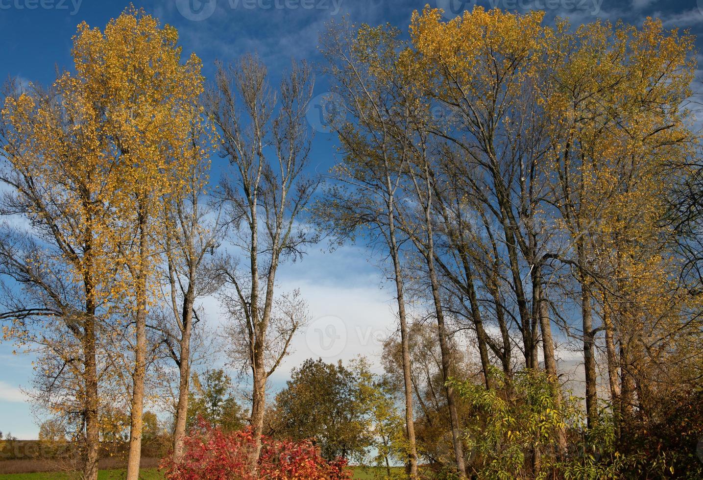 toma otoñal de abedules cuyas hojas se han vuelto amarillas. en el fondo el cielo azul con nubes blancas. otros árboles están desnudos. la imagen está en formato apaisado. foto