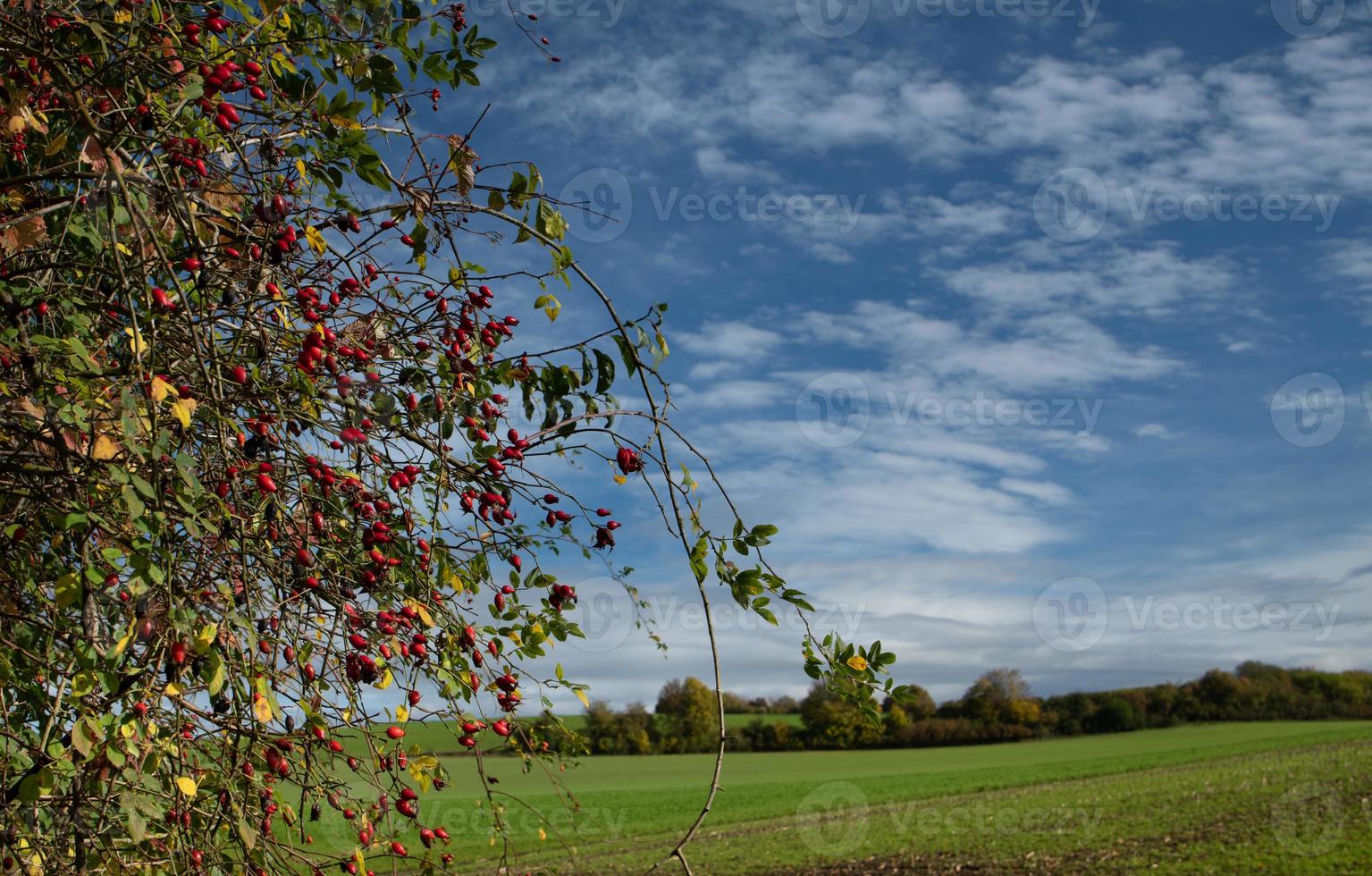 In front of a lovely landscape in autumn, red rose hips grow on the side. The sky is blue and has clouds. The hills are green. photo