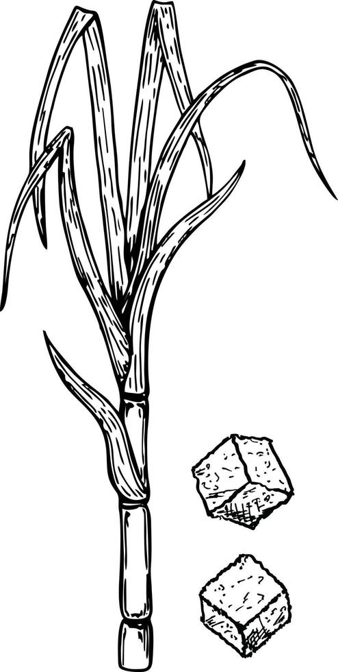 Hand drawn sugar cane set. Sugar cane plants, stems, leaves, juice and sugar cubes vector