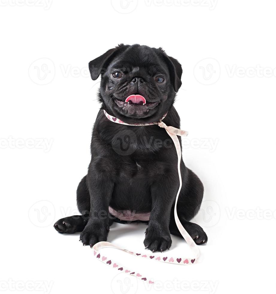 Young black dog pug posing on white background photo