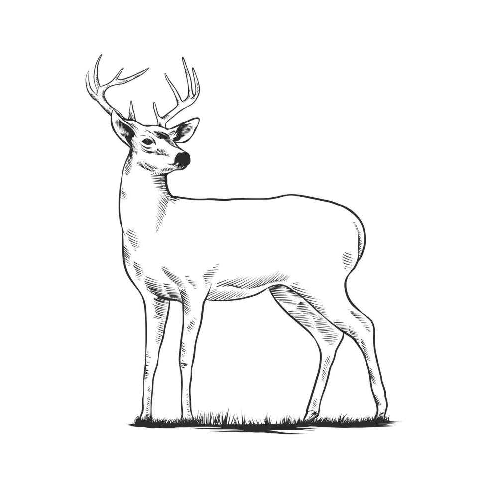 Hand drawn Deer vector