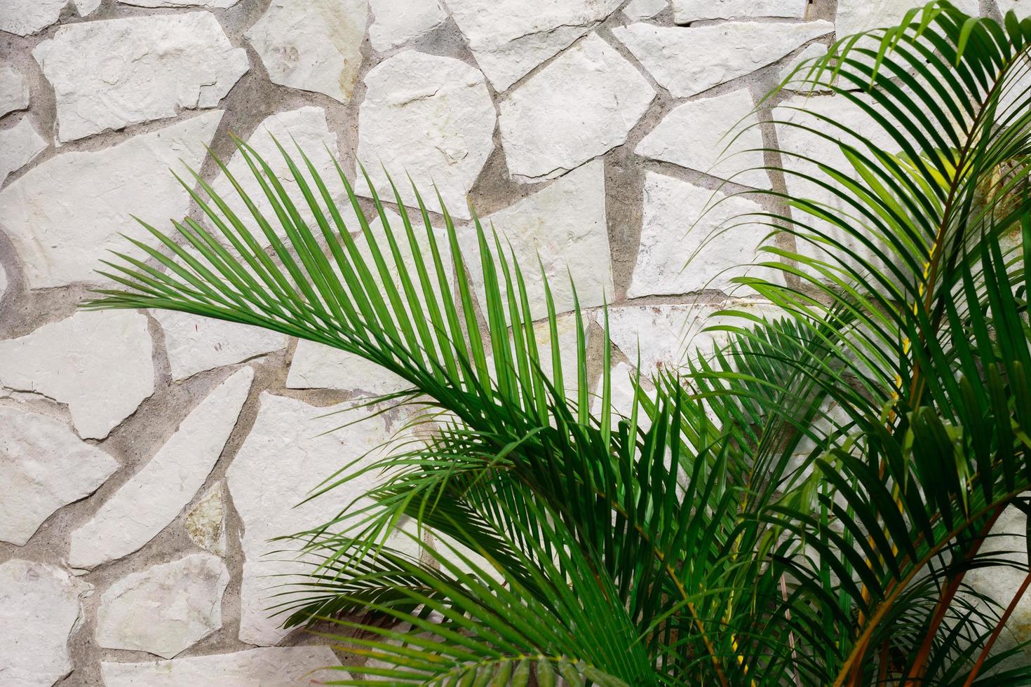 Palm leaves and white stone wall texture photo