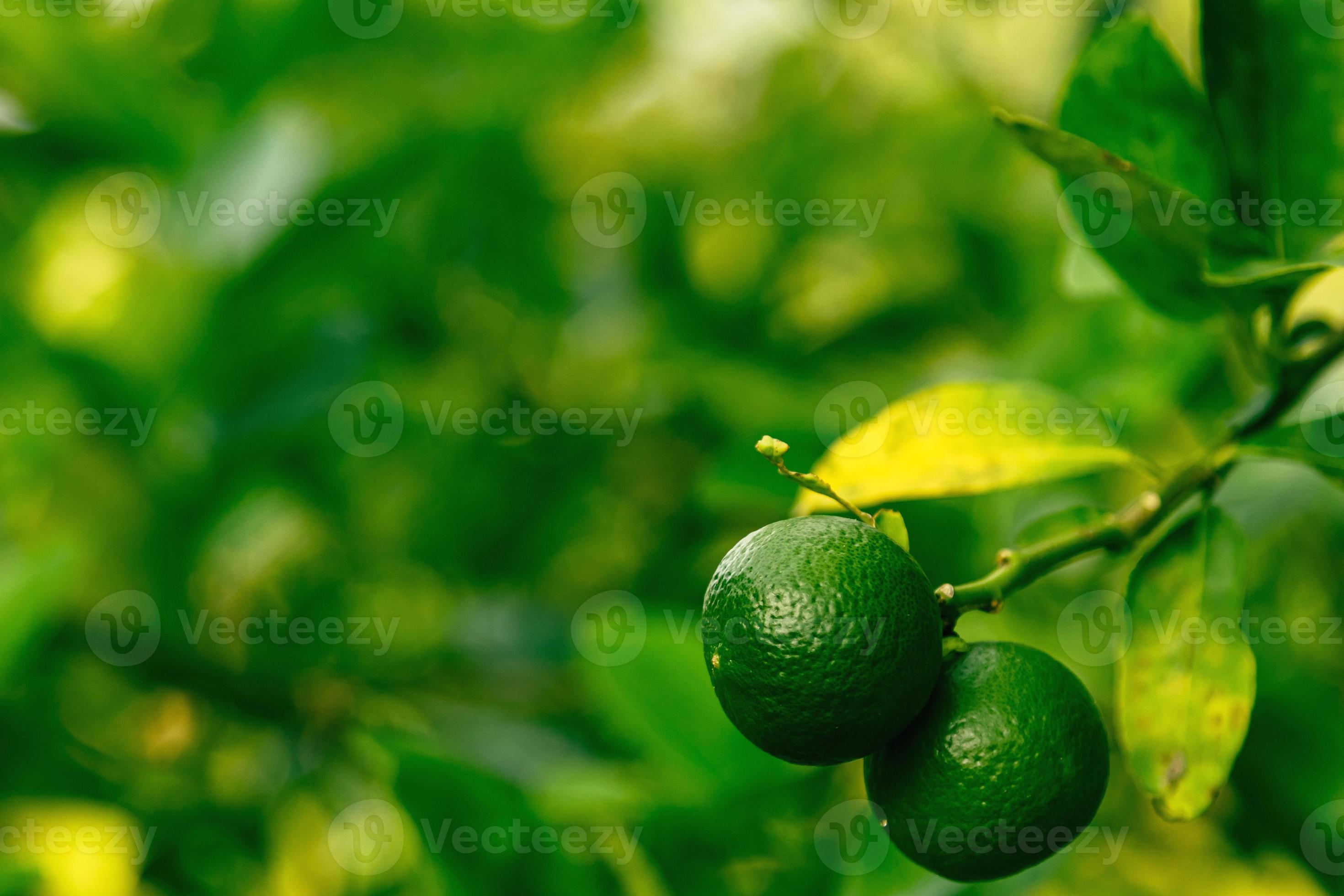 Ripe green lime on the small evergreen tree 14400319 Stock Photo at