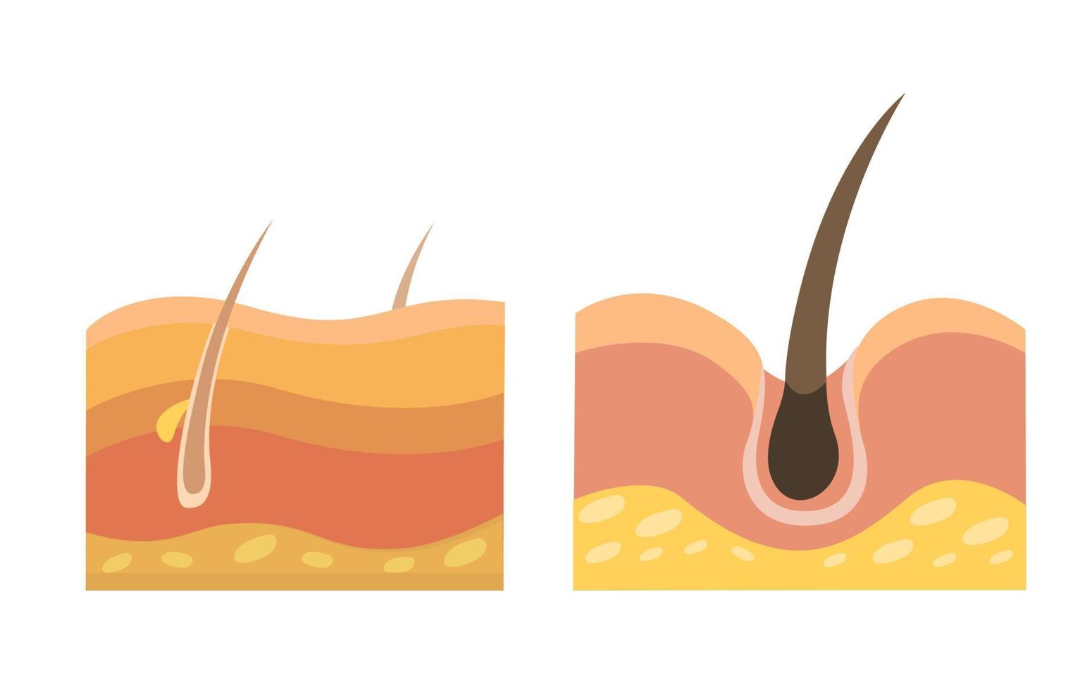 cabello humano y anatomía de la piel vector de ilustración de símbolo médico y sanitario