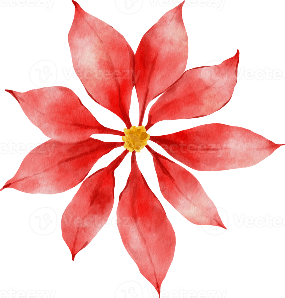 Poinsettia Christmas Flowers Watercolor png